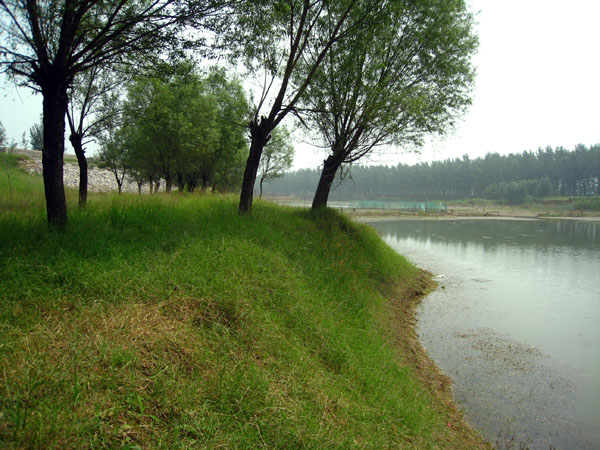 黄河湿地垂钓图