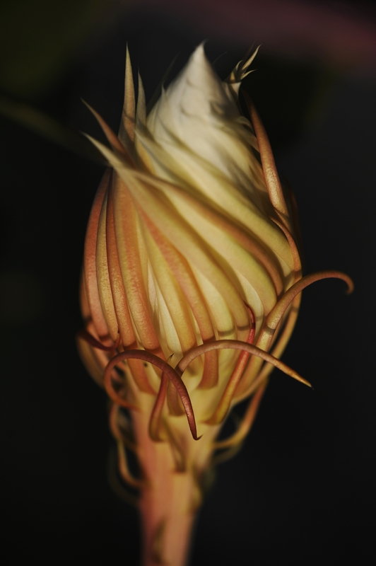 梅兰竹菊花卉帖