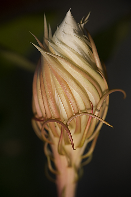 梅兰竹菊花卉帖