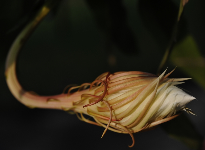 梅兰竹菊花卉帖
