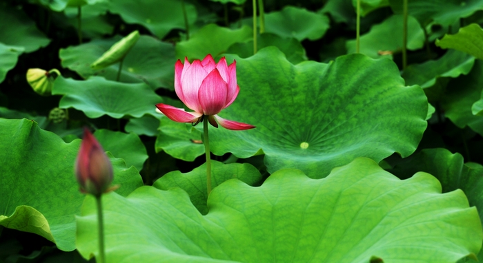 荷花