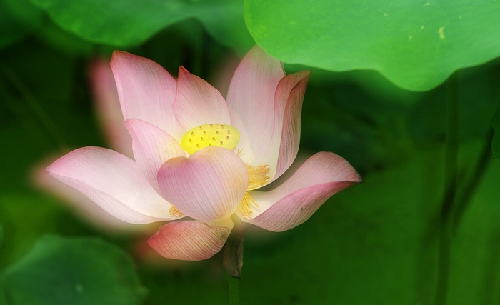 荷花