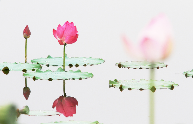 [原创]  花开时节虫鸟鸣