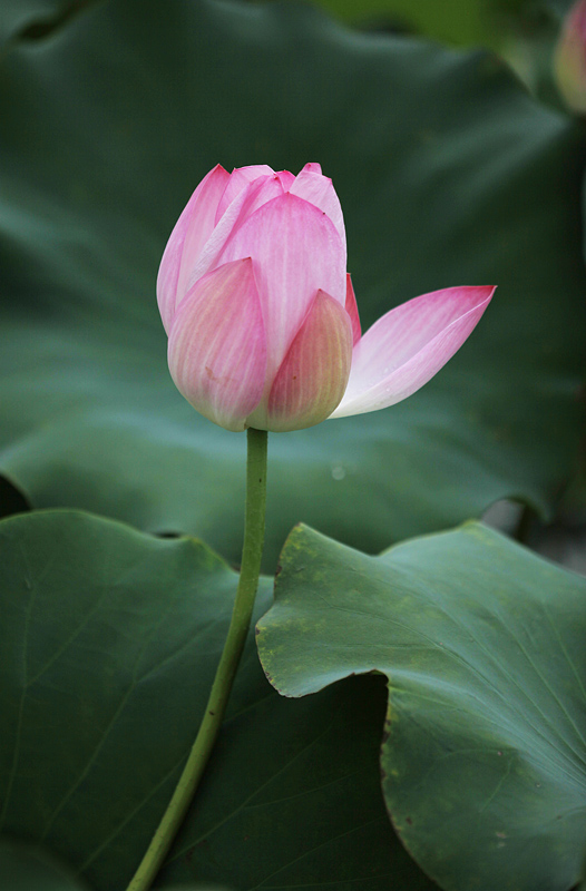 那时花开（不断添加中）