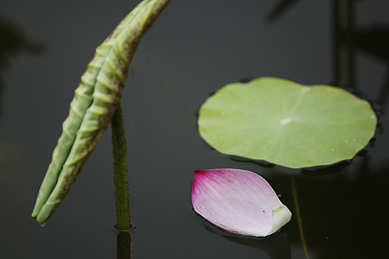 那时花开（不断添加中）