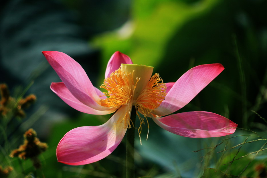 荷花