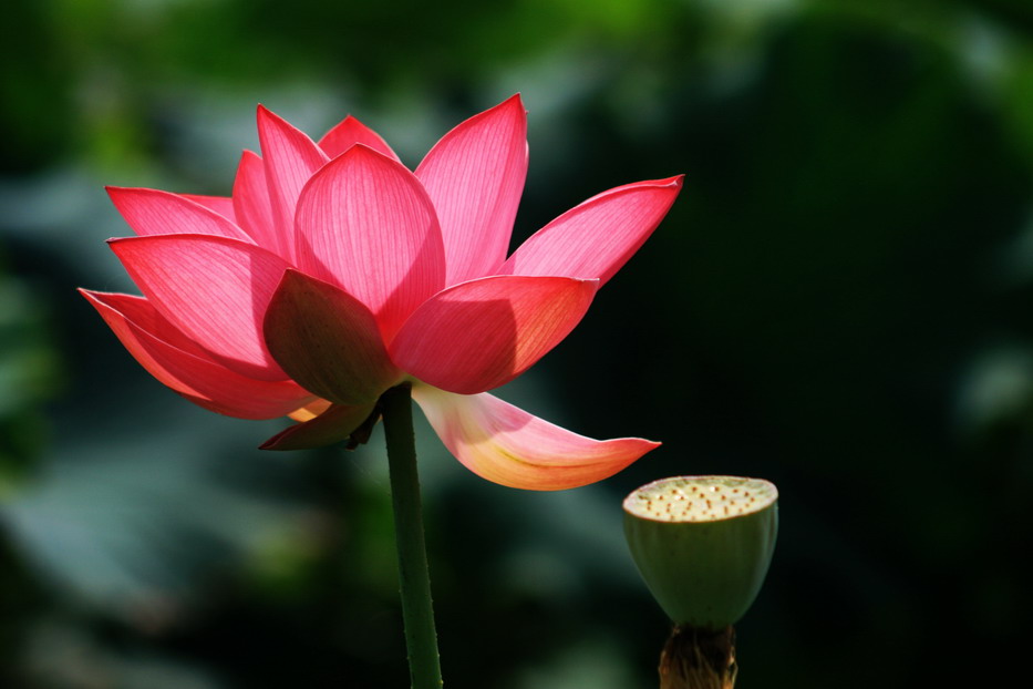 荷花
