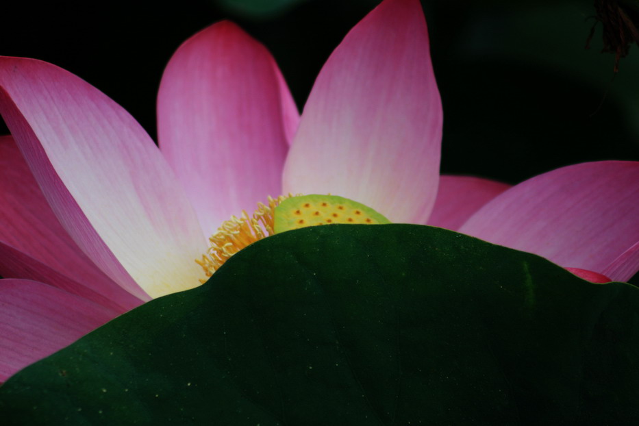 荷花