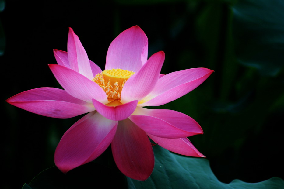 荷花