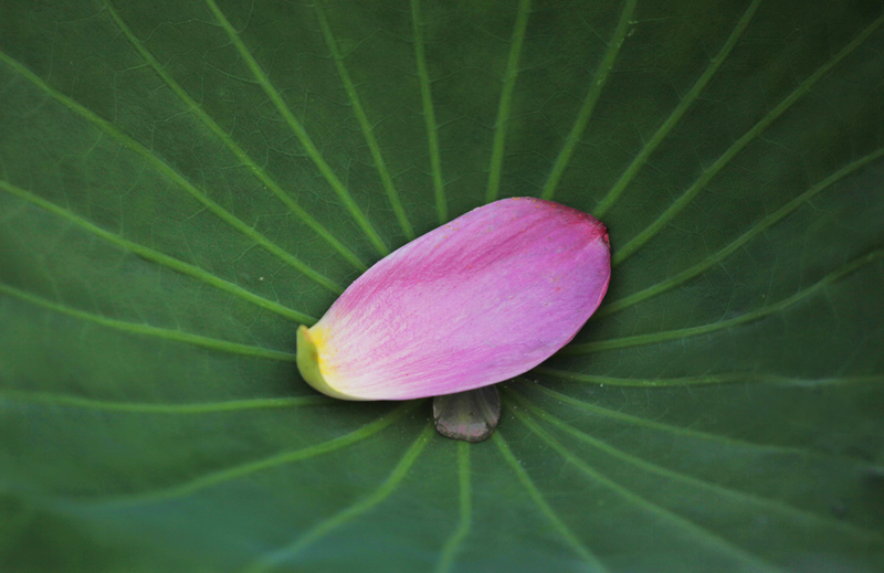 那时花开（不断添加中）