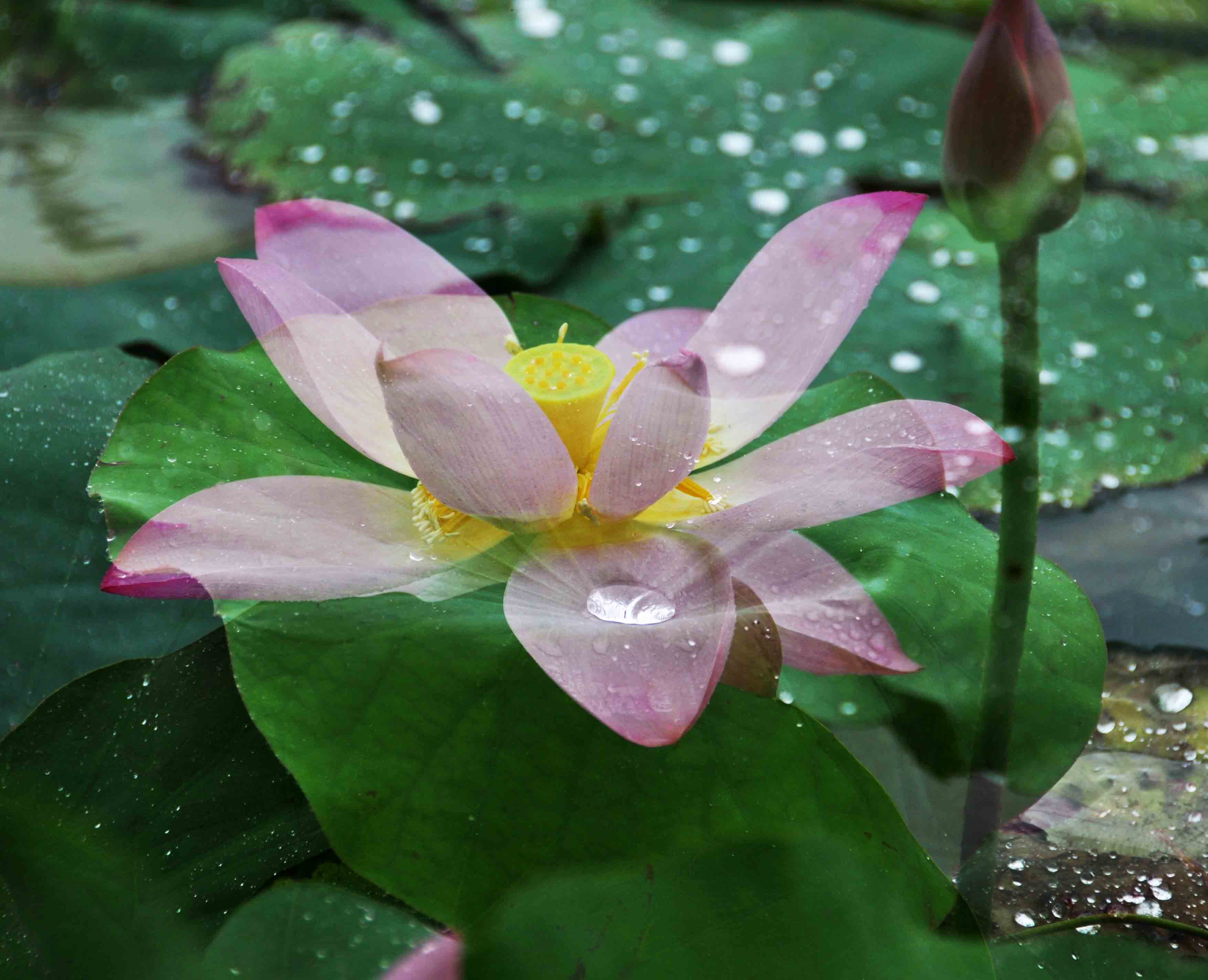 淮阳拍荷