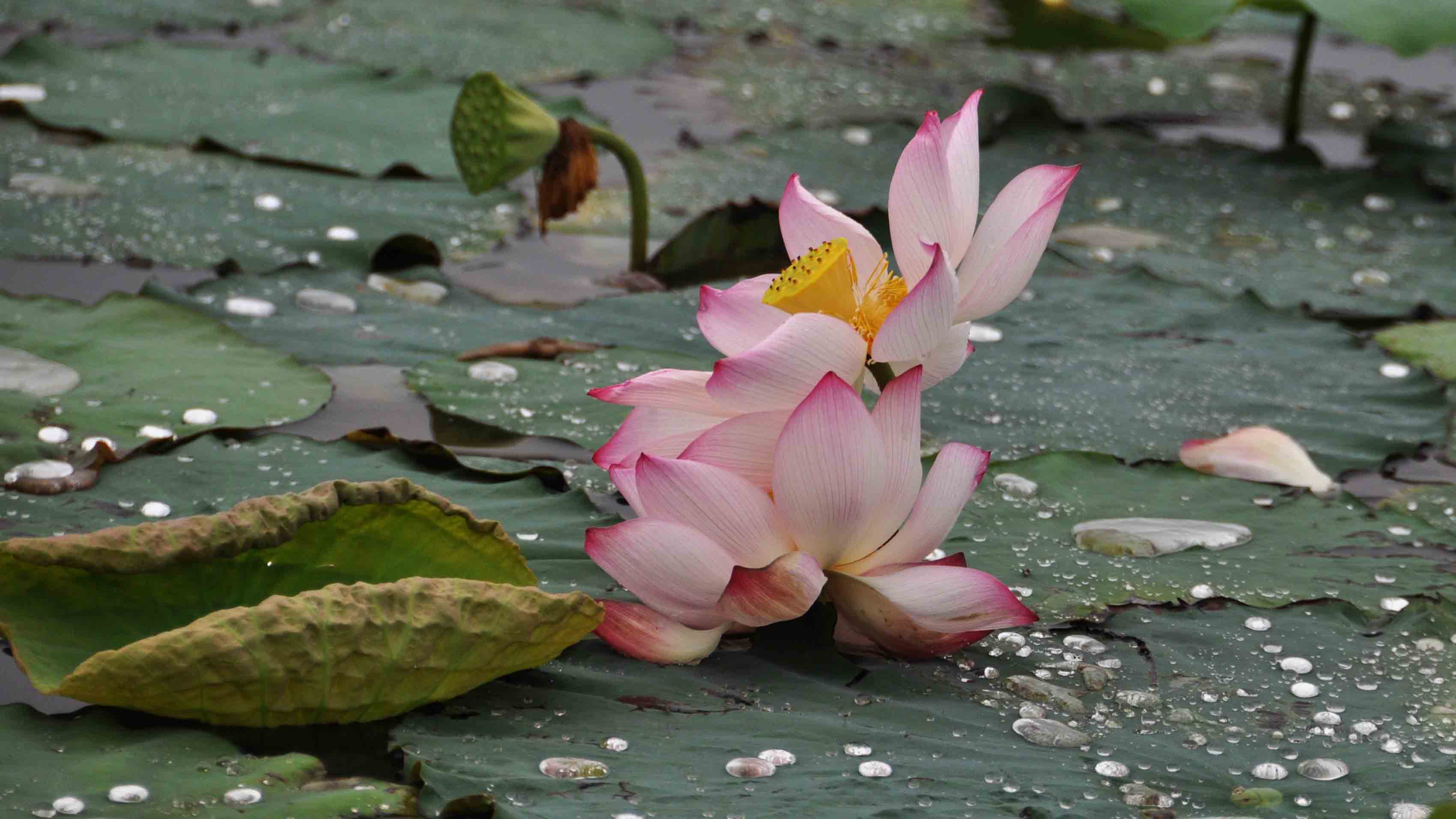 淮阳拍荷