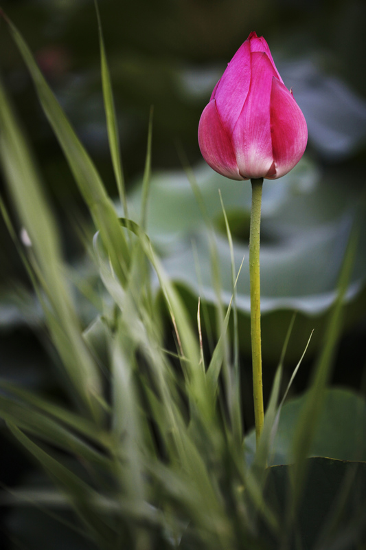那时花开（不断添加中）
