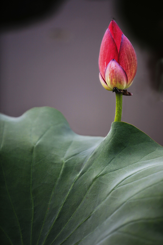 那时花开（不断添加中）