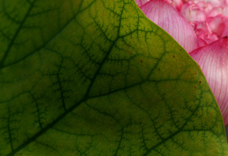 [原创]  花开时节虫鸟鸣