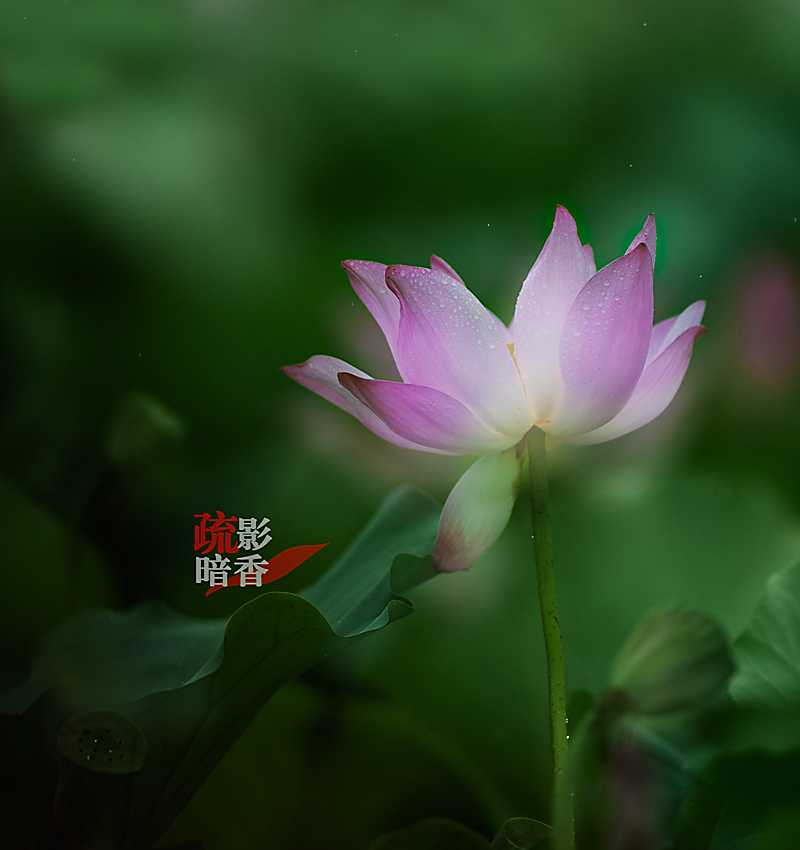 疏影暗香