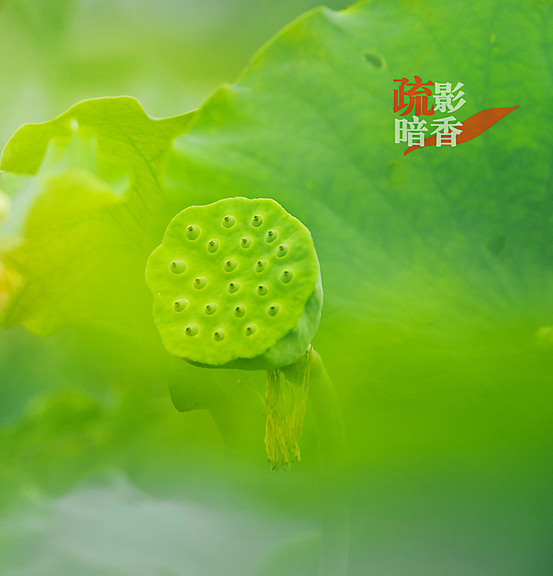 疏影暗香