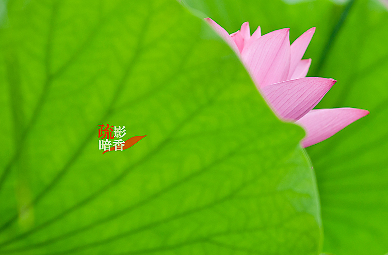 疏影暗香