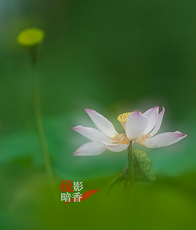 疏影暗香