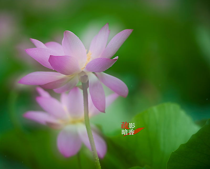 疏影暗香