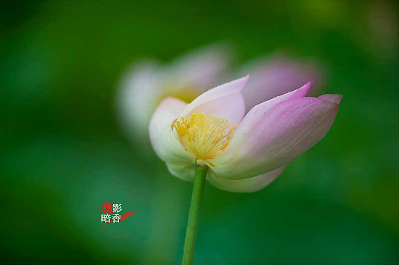 疏影暗香