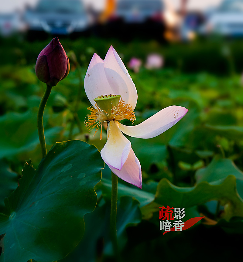 疏影暗香