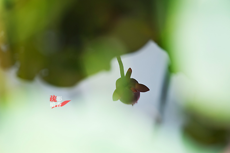 疏影暗香