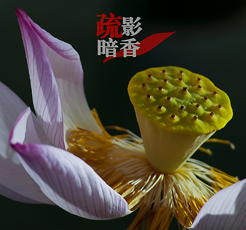 疏影暗香