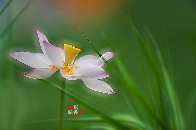 疏影暗香