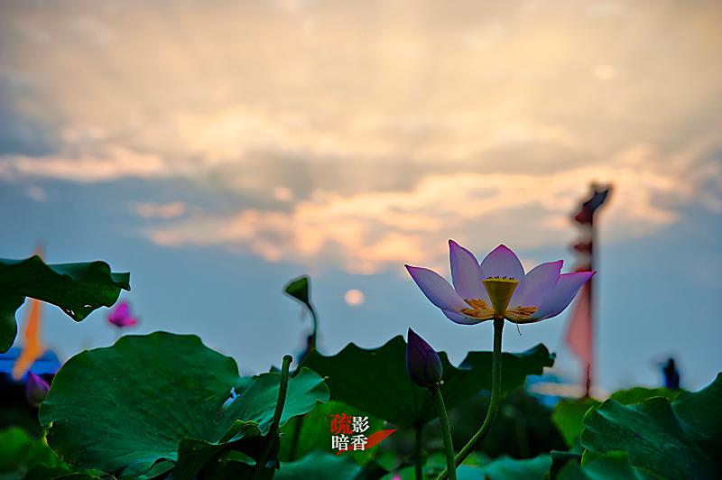 疏影暗香