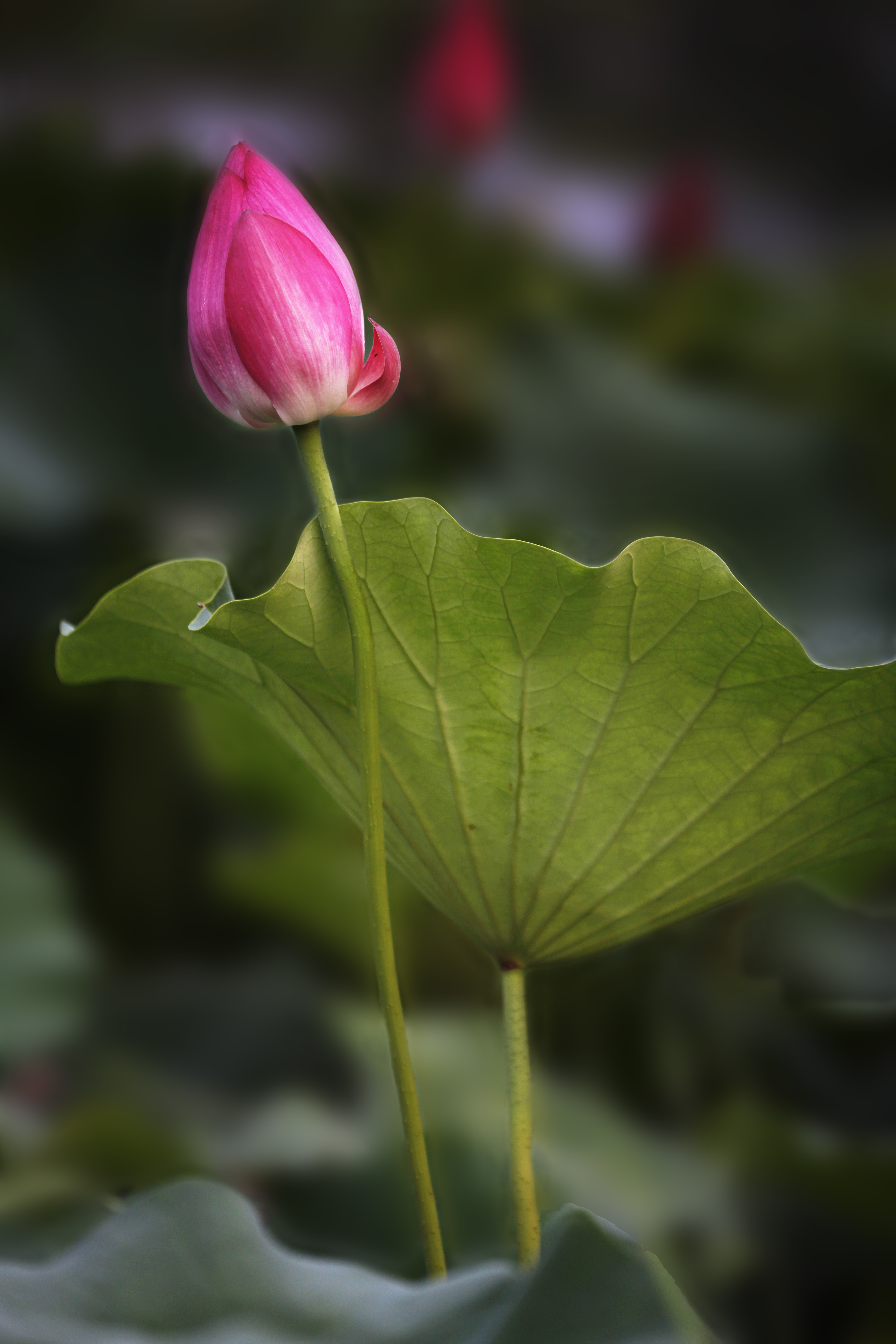 那时花开（不断添加中）