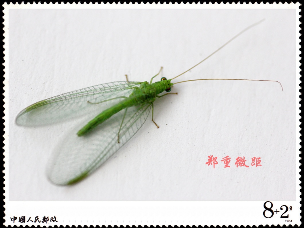 虫虫微距