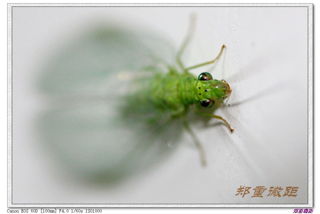 虫虫微距