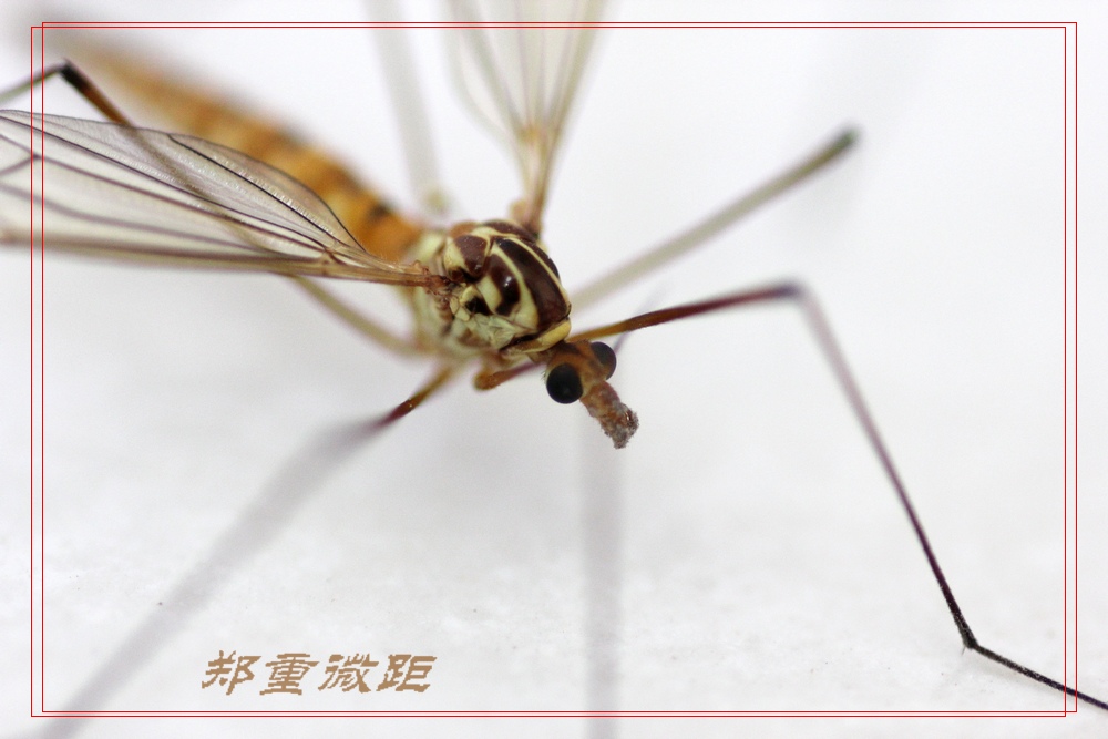虫虫微距