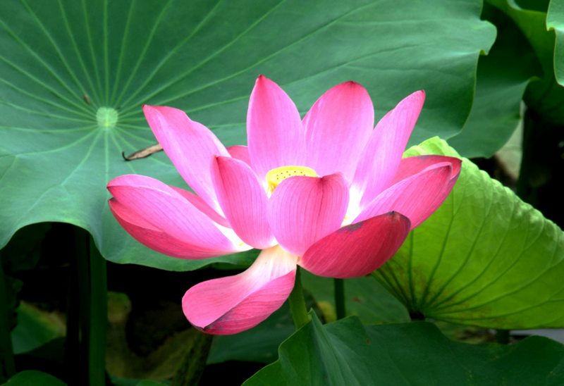 荷花