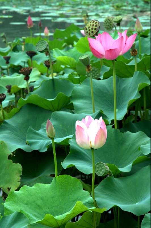 荷花