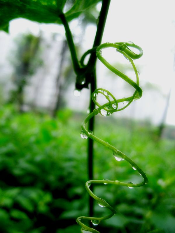 雨趣