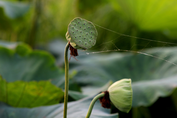 雨后荷花香满堂