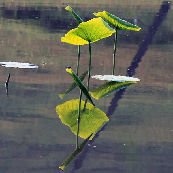 雨后荷花香满堂