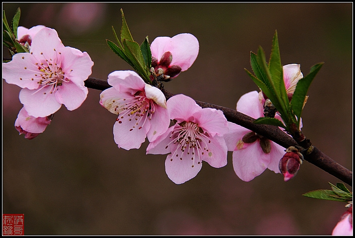 桃花