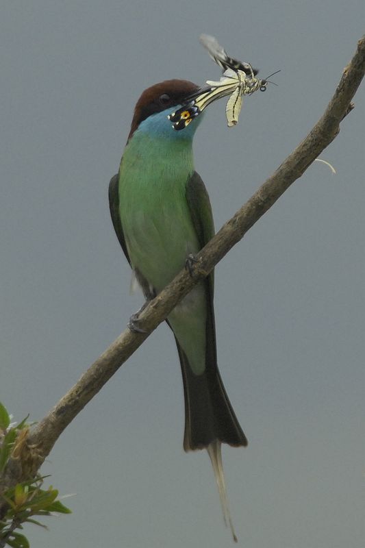 蓝领蜂虎
