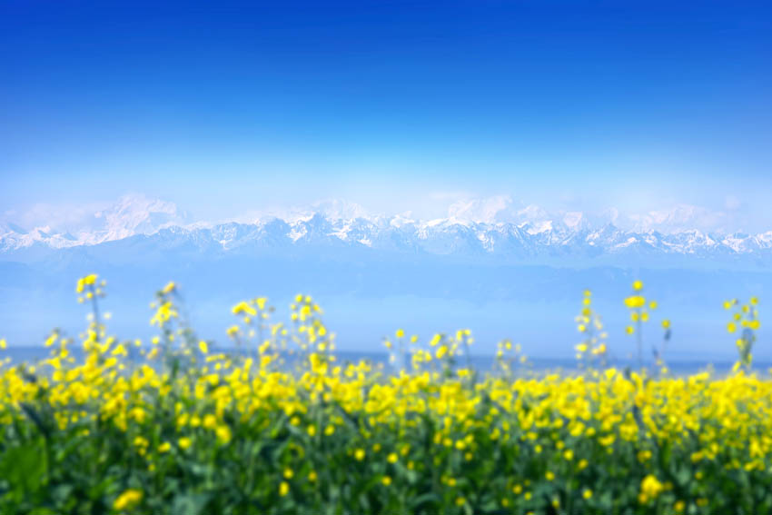 [原创]油菜花开雪山下