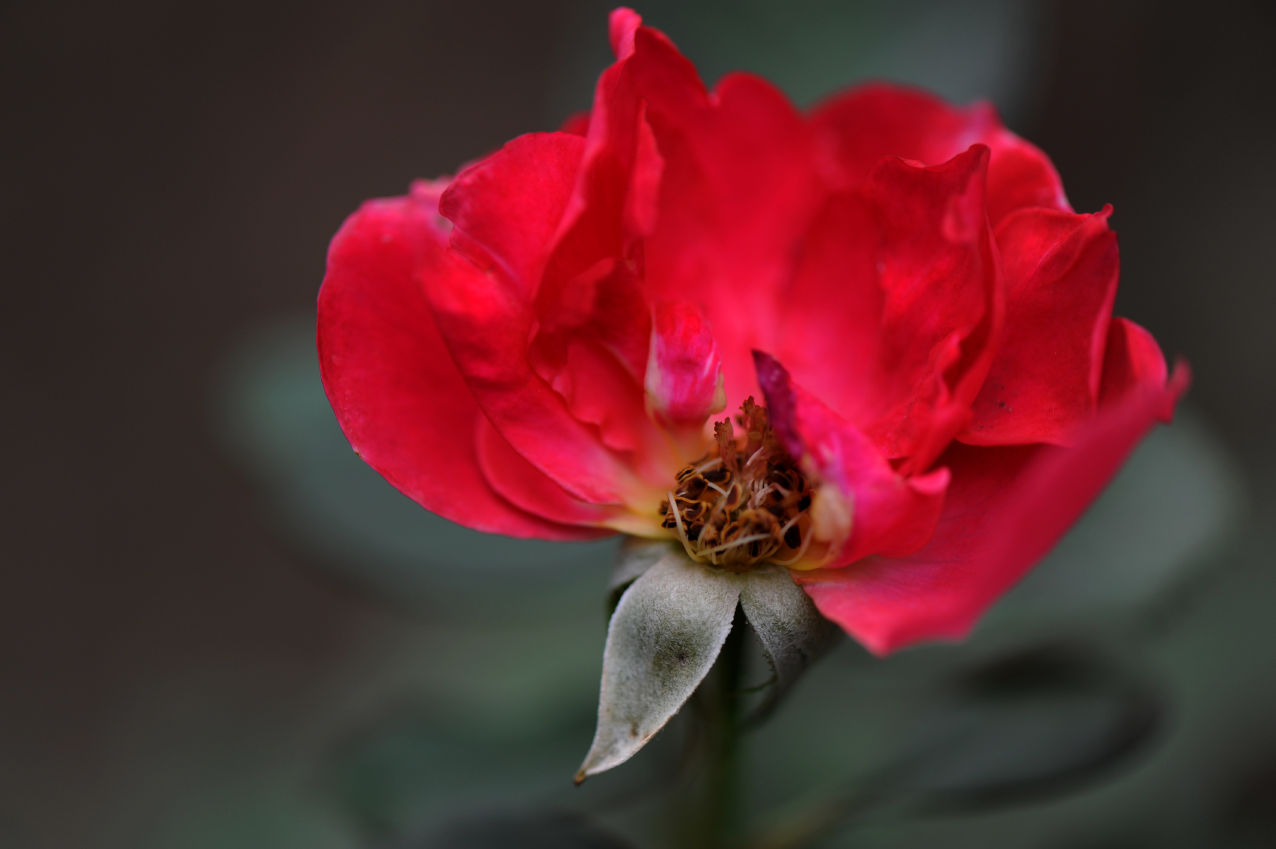 花之残—意之美