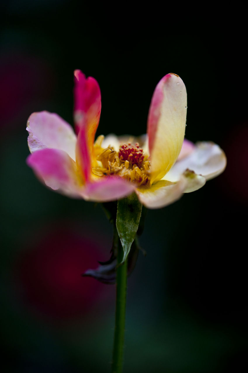 花之残—意之美