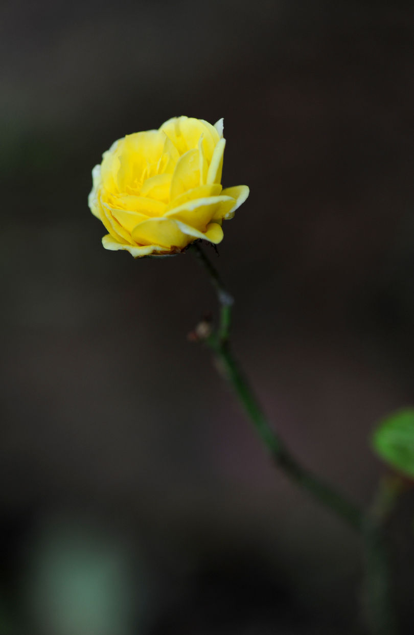 花之残—意之美