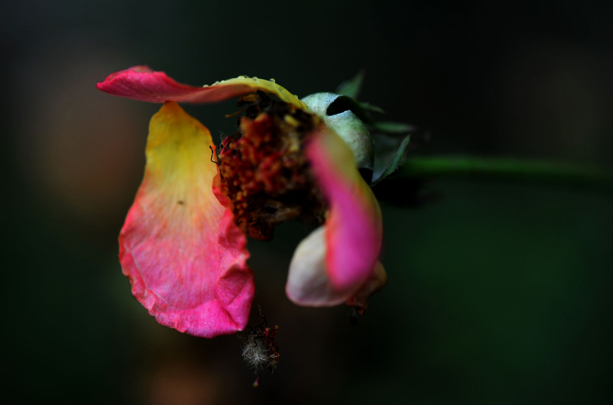 花之残—意之美