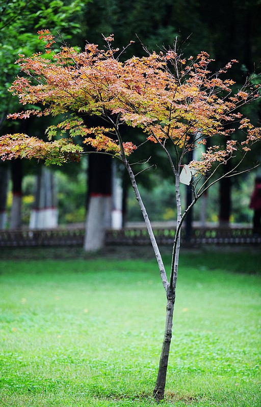 试机(新蕾公园的一棵小树)