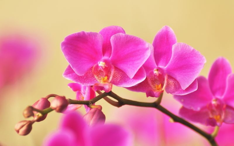 [原创]娇艳的蝴蝶兰和花中的“精灵”