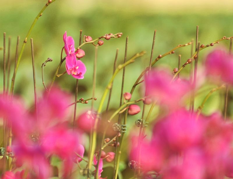 [原创]娇艳的蝴蝶兰和花中的“精灵”
