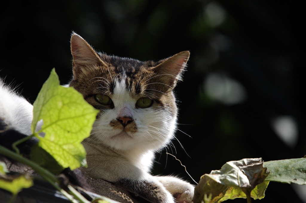 警惕的小野猫